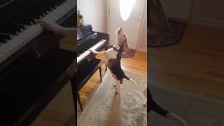 Cute Beagle who plays piano and sings!