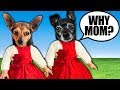 Dog Saying Yes to Mom for 24 Hours Challenge! PawZam Dogs