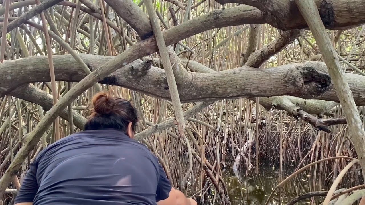 Pescando para la boda del robalo y el pargo