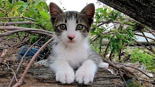 外で元気よく遊ぶ子猫の兄弟が可愛過ぎる