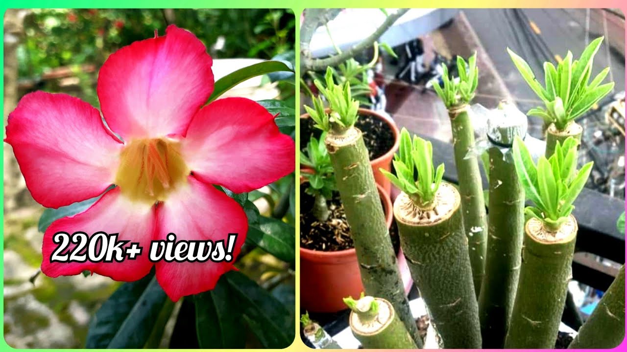 How to prune your Adenium / Desert Rose to get maximum no. of branches