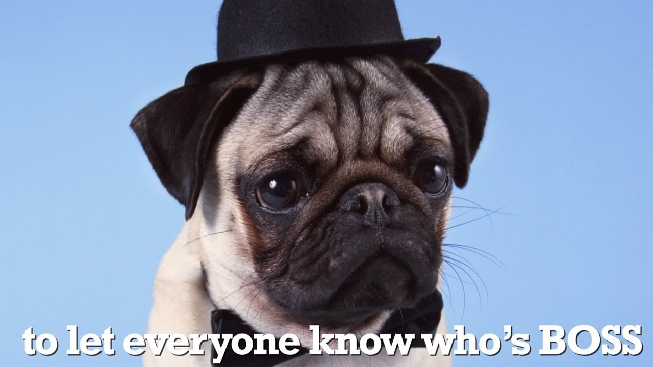 puppy paradise How to Tell if Your Dog Thinks He's a Human