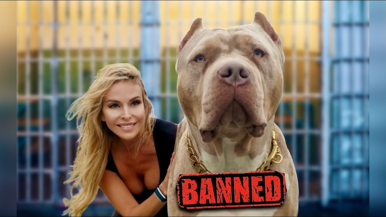 are american bullies banned