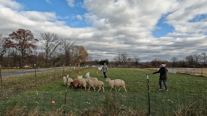 Matt & Carrie Herd Sheep | Raspberry Ridge Sheep F...