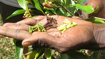 Where is Eugenia Caryophyllata native to?