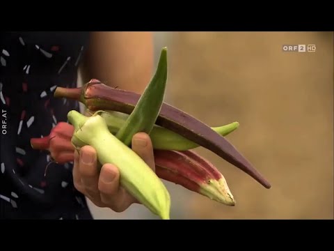 Video: Wie lange dauert es, bis Okra mit der Produktion beginnt?