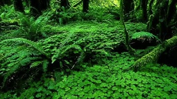 سورة ق - ابراهيم الجبرين (متكرره)