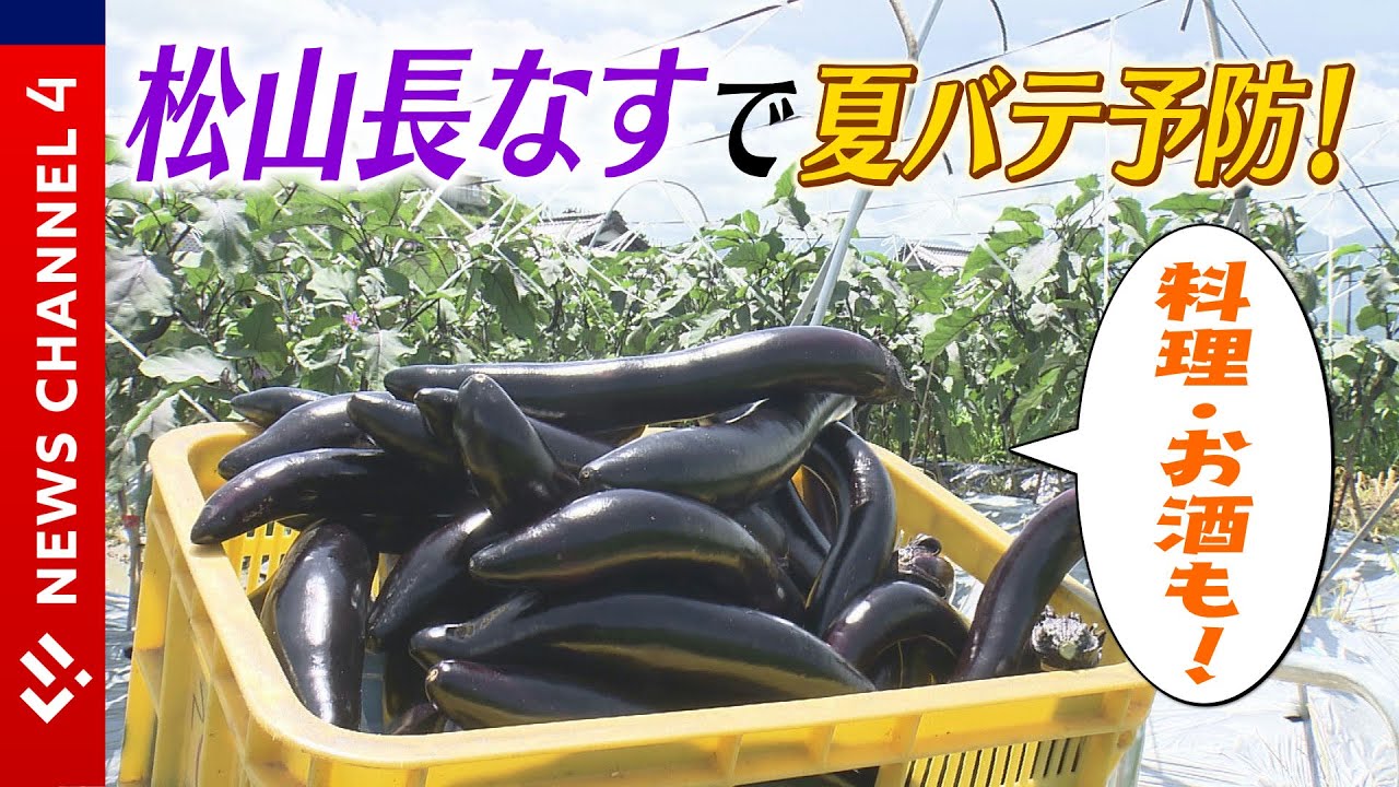 Seasonal Matsuyama] Beat the Summer Heat with These Long, In
