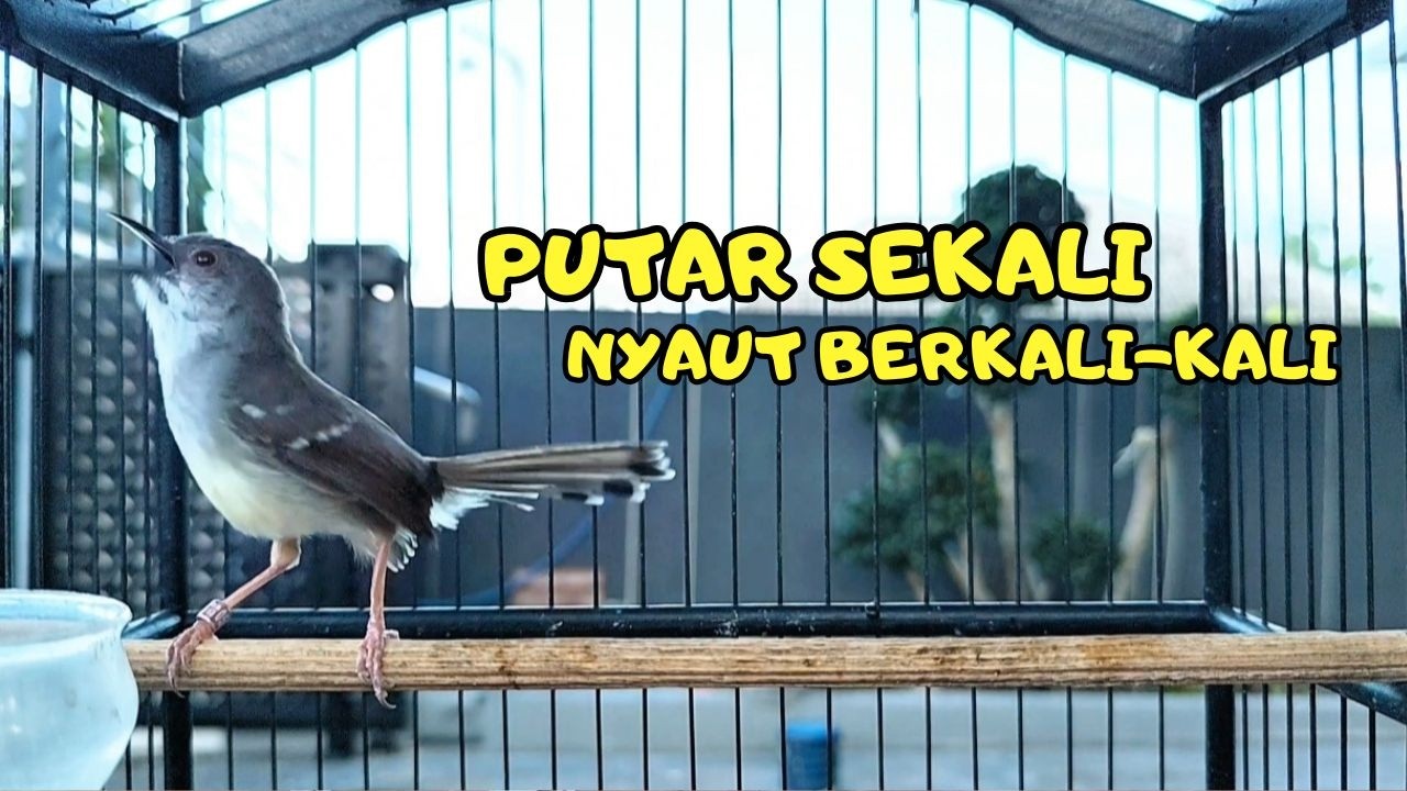 Burung Ciblek Semi Gacor NGEBREN Variasi Ampuh Untuk Masteran Ciblek dan Pancingan Ciblek BAHAN