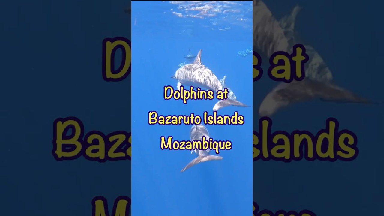 Huge pod of Dolphins at Bazaruto Islands, Mozambique