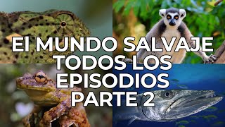 El Mundo Salvaje: Todos los Episodios Parte 2 | Free Documentary Nature   Español