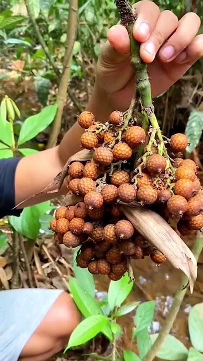 Penampakan buah rotan #buahrotan #short