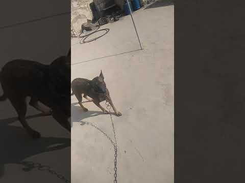 كلاب الملينوس مع احمد موسى