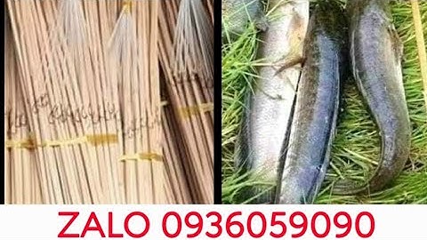 Bán cần câu cắm bằng tre gai. Bán cần câu cắm cá lóc.