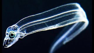 7 Incredible SeeThrough Deep Ocean Creatures