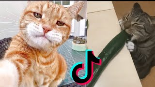Download lagu World's Cute Cats 🐈 Tiktok Cat Collection | Cats Meowing Videos