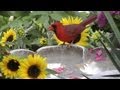 Bird Bath & Sun Flowers FYV