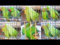Mitthu Playing  And Talking With Female Ringneck Parrot In Urdu/Hindi