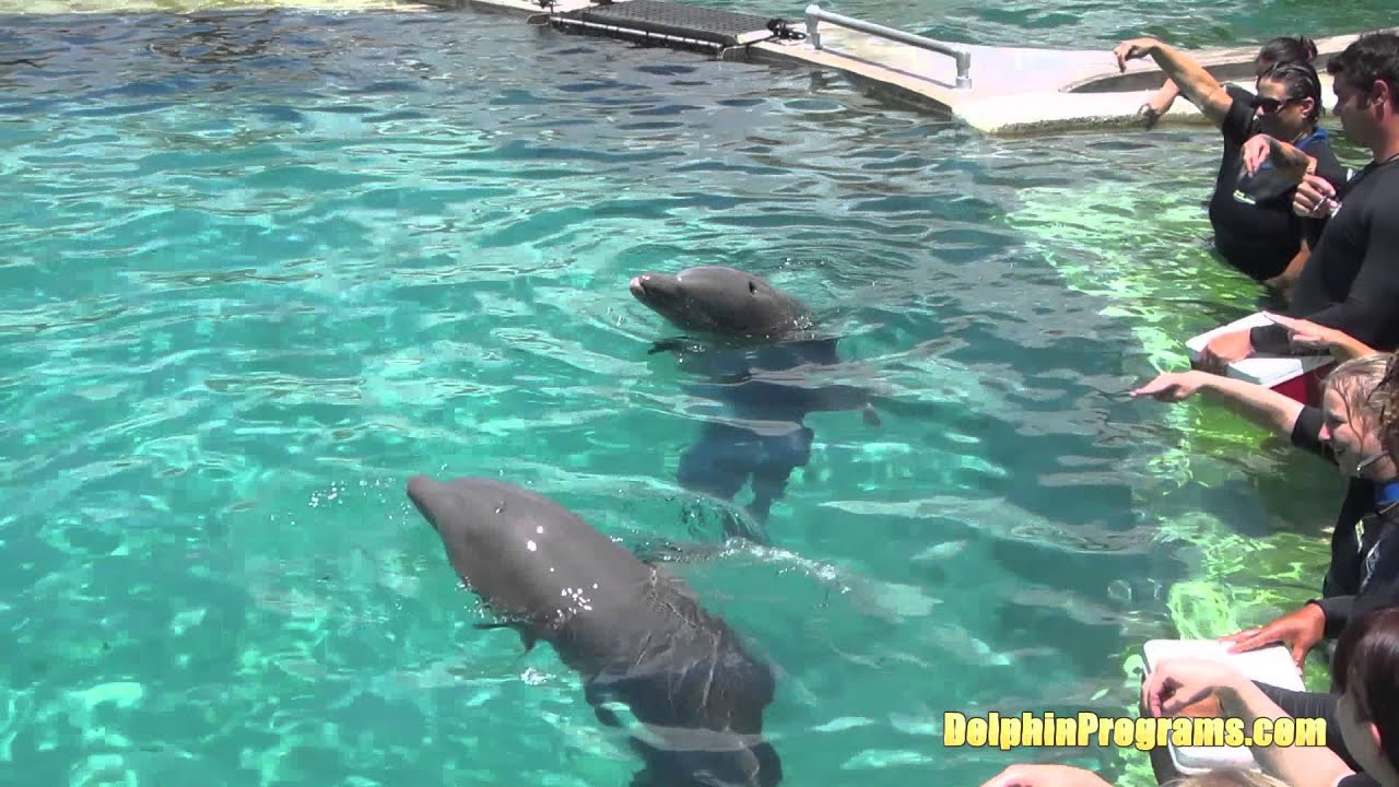 Miami Beach Day Tour You Miami Beach Day Tour Dolphin World