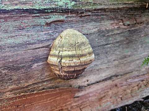 Rare Mushroom conservation, my thoughts