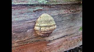 Rare Mushroom conservation, my thoughts