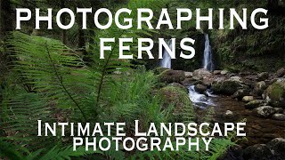 Photographing Ferns: Intimate Landscape Photography