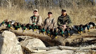 WALK-IN Public Land Mallards!! (Limited Out) | Duck Hunting 2022