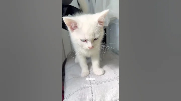 Video 9283351: tabby turkish, tabby mix, beautiful turkish