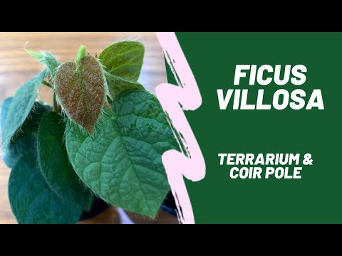 Ficus Villosa |