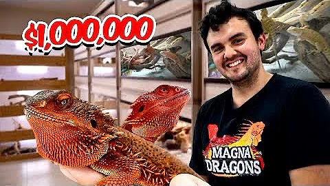 ¿A los dragones barbudos les gustan las personas?