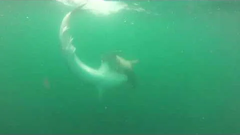Tiger Shark attacks Hammerhead