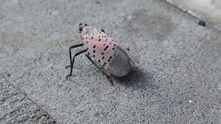 Spotted Lanternfly in Manhattan  Sidewalk New York City NYC 2022 September 17