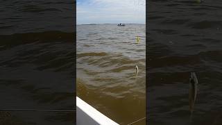 Pesca de pejerrey en Viamonte Córdoba #rio #pescadores #pescador #fishing #fish #pejerrey #argentina
