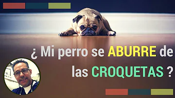 ¿Con qué frecuencia se aburren los perros de su comida?