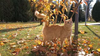 Autumn Walk // Wonderful weather // Осенняя прогулка! by Cat House 155 views 2 years ago 3 minutes, 22 seconds
