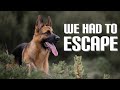 Taking my dog on holiday | German Shepherd vlog