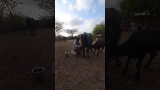 #VillageASMR #NatureSounds #IndianVillage #PeacefulSounds #RuralIndia