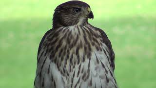 5 Minutes of Cooper's Hawk Close Ups