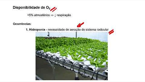 O que está presente no solo que permite a respiração das raízes?