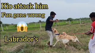 Labrador Attack Him😱 Fun Gone Wrong, Kio Angry Of him by Kio And Bella 2,042 views 1 year ago 3 minutes, 53 seconds