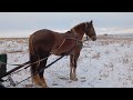 Виїхав трошки на Прогулянку 💫Кобила на продажу 🐴 коні ваговози 💪Тернопільщини коні в Україні 🇺🇦🇺🇦🇺🇦