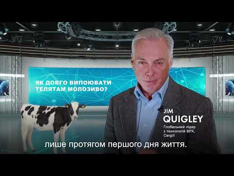 Як довго випоювати телятам молозиво?