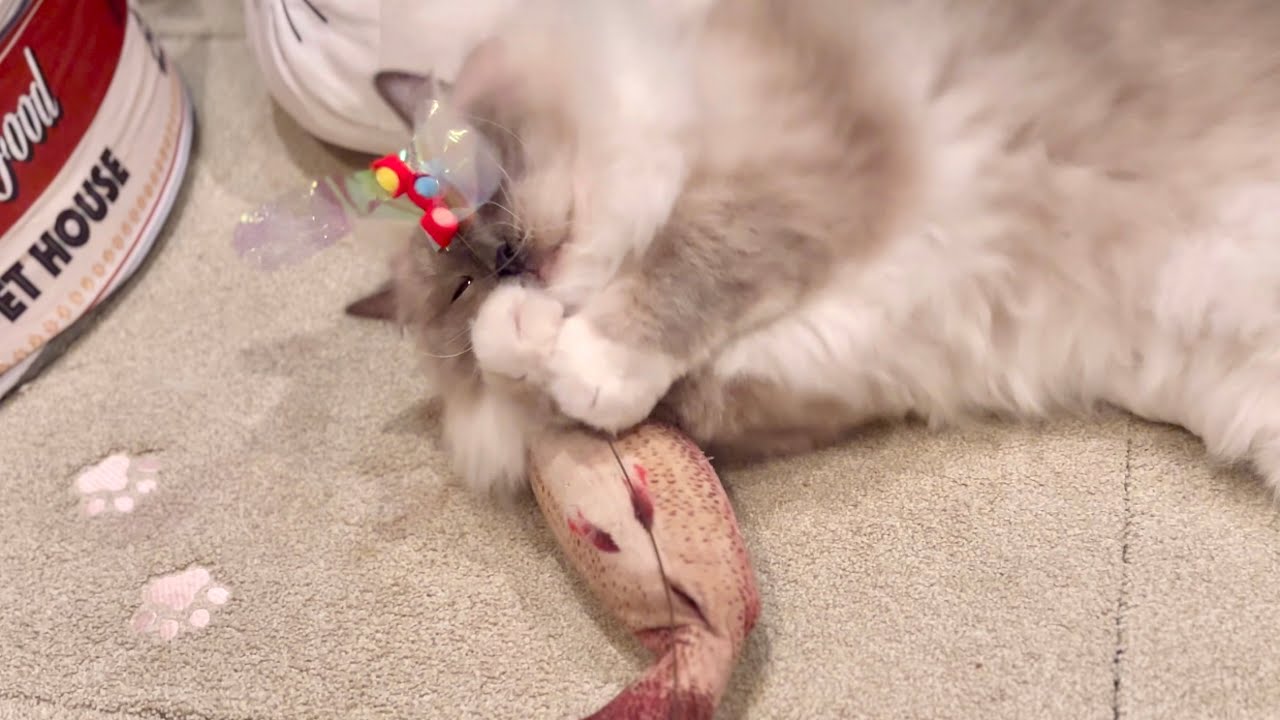 【猫】猫の体の冷えやすい所はここだ  【たまに雑学概要欄】   #ラグドール   #猫   #シャム猫 