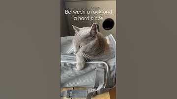 Only one place Luke hates more than his carrier: the vet #cat #calm #cute #adorable