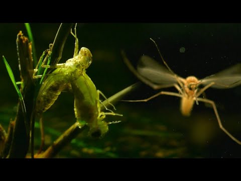 วีดีโอ: สาระน่ารู้เกี่ยวกับแมลง แมลงมหัศจรรย์
