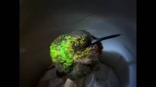 Hummingbird snore