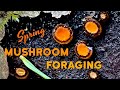 Spring Mushroom Foraging -  Wild Mushroom Identification in the Pacific Northwest PNW