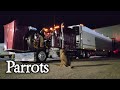 Loaded With Tractor Weights // Wisconsin Parrots