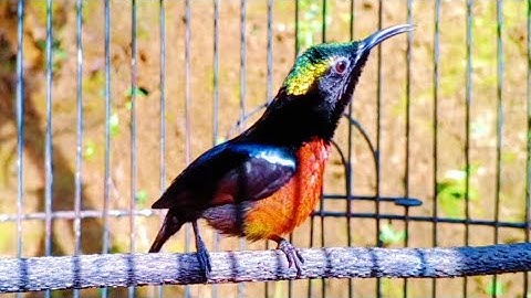 SUARA PANCINGAN BURUNG KONIN CEPAT RESPON GACOR..