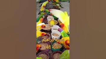 سورة ابراهيم #اكسبلور #دويتو #دعاء #تيك_توك #دعاءمستجاب #duet #فولو #صباح_الخير #اسلاميات #quran
